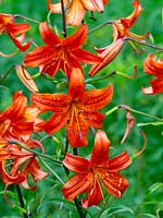 Lilium concolor - Morning Star Lily 