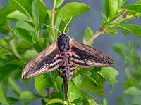 Spinx ligustri - Privet Hawk-moth - on Ligustrum hedge - Privet