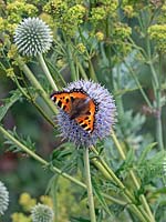 Small tortoiseshell butterfly  Aglais urticae feeding on Echinops ritro globe thistle  