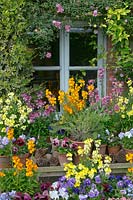Flower display of potted Erysimum - Wallflower - and  Viola - Pansy - in front of window