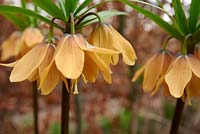 Fritillaria imperialis 'Vivaldi' - crown imperial