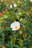 Cistus x obtusifolius 'Thrive' and Leptophyes punctatissima - Rock Rose 'Thrive' and Speckled Bush-cricket