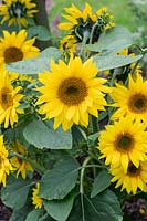 Helianthus Annuus - Sunflower 'Bambino'