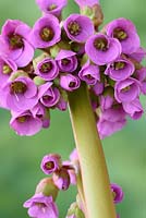 Bergenia cordifolia Elephant's ears Heart-leaf bergenia 