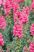 Antirrhinum F1 'Sonnet Rose' - Snapdragon