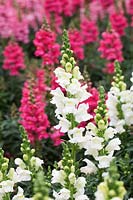 Antirrhinum F1 'Sonnet White' - Snapdragon