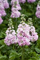 Matthiola 'Aida Cherry Blossom' flowers - Stock 'Aida Cherry Blossom'