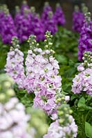 Matthiola 'Aida Cherry Blossom' flowers - Stock 'Aida Cherry Blossom'