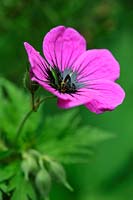 Geranium 'Sandrine'