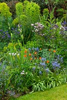 Border containing Aquilegeas, Irises, Forget-me-nots, Geums, Bluebells and Euphorbias - Open Gardens Day, Nacton, Suffolk