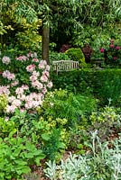 Pink Rhododenron in mixed border - Open Gardens Day, Nacton, Suffolk