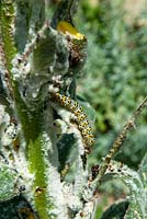 Caterpillar of the Mullein moth Cucullia verbasci feeding on Verbascum - Open Gardens Day, Bromeswell, Suffolk
