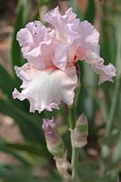 Tall bearded Iris 'Pink Debutante' 
