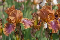 Tall bearded Iris 'Autumn Leaves' 