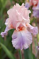 Tall bearded Iris 'Horined Ansamble'