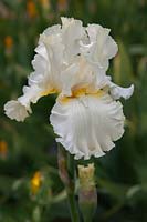 Tall bearded Iris 'Devonshire Cream'