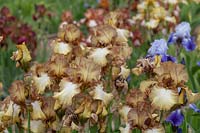 Tall bearded Irises 'Patina' in flower border en-masse