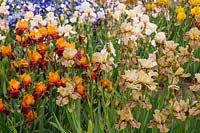 Mixed Tall Bearded Irises in Spring flowerbed  