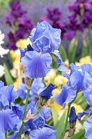 Tall bearded Iris 'Pacific Panorama' 