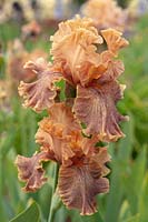 Tall bearded Iris 'Koffee Breakfast'