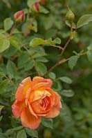 Rosa 'Lady of Shalott' 