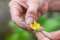 Carefully removing petals from male Cucumis melo - Melon - flower