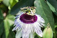 Passiflora 'Pandora' - passionflower in June