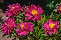 Paeonia lactiflora 'Kelway's Betty', Chinese Peony. Fully opened.