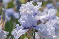 Iris 'Chico Maid' - Tall bearded iris 