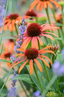 Echinacea 'Orange skipper' - Coneflower 'Orange Skipper'