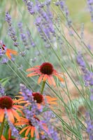 Echinacea 'Orange skipper' - Coneflower 'Orange Skipper'