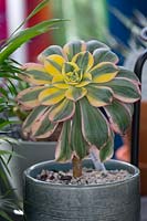 An Aeonium 'Sunburst', in a glazed ceramic pot with with fleshy, pink, yellow and green striped leaves.