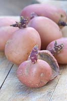 Chitted 'Blushing Beauty' seed potatoes with one cut and dried.