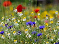 Sew a wild flower mix in a corner of the garden - Poppy, cornflower, barley, camomile, corn marigold