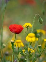 Sew a wild flower mix in a corner of the garden - Poppy, corn marigold