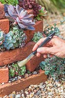 Woman using dry paintbrush to remove any excess compost from the succulents