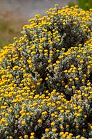 Helichrysum trilineatum