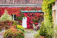 Parthenocissus tricuspidata at the Old Vicarage, Weare, Somerset