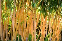 Phyllostachys vivax f. aureocaulis