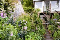 Teahouse on stilts surrounded by lush planting including self seeded foxgloves, ceanothus, clematis and climbing hydrangea