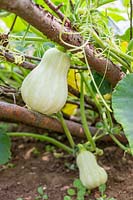 Butternut Squash fruits developing on plant after eight weeks, hanging from plant supports