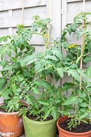 Tomato plants in terracotta, glazed and plastic pots after four weeks