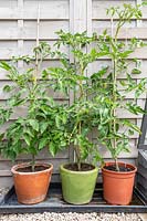 Tomato plants in terracotta, glazed and plastic pots after six weeks