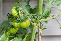 Unripe Solanum lycopersicum - Tomato - fruit developing on plant grown in a plastic pot - eight weeks after planting