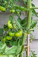 Unripe Solanum lycopersicum - Tomato - fruit developing on plant in a plastic pot - eight weeks after planting