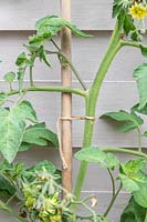 Solanum lycopersicum - Tomato - detail of plant stem tied to bamboo cane with garden string, after being planted in terracotta pot for eight weeks