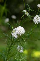 Scabiosa atropurpurea 'Snow Maiden' - Pincushion flower 'Snowmaiden'