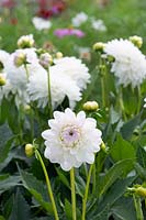 Dahlia 'Eveline' - Decorative dahlia