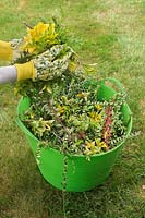 Woman filling a flexible green trug with hedge trimmings