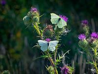 Gonepteryx rhamni - Brimstone butterflies on spear thistle Cirsium vulgare